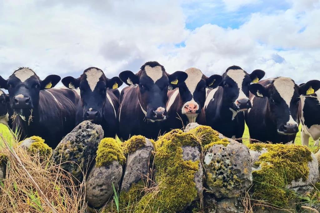 Appartamento Meadow Lane Sligo Esterno foto